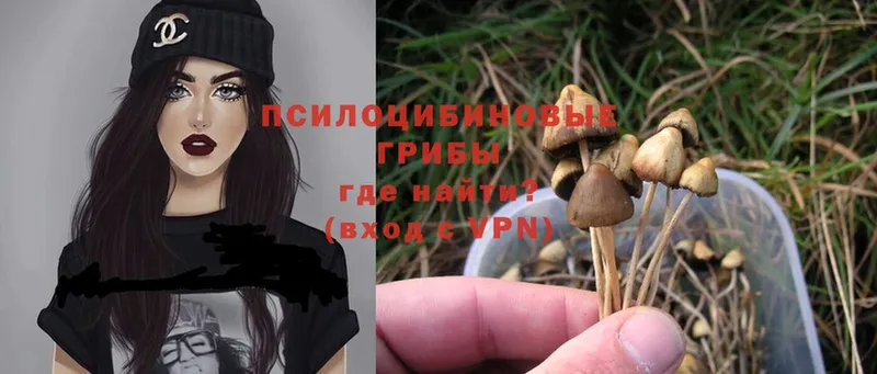 дарк нет как зайти  Петухово  Галлюциногенные грибы Magic Shrooms 